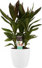Decorum Cordyline Glauca met Elho brussels white – ↨ 60cm – ⌀ 19cm