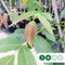 Walnotenboom 'Buccaneer' | Juglans regia 'Buccaneer' 1-3 cm | Bomenbezorgd.nl