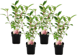 Plant in a Box - Hydrangea paniculata Vanille-Fraise - Set van 4 - Tuinhortensia winterhard - Pot 17cm - Hoogte 25-40cm