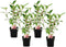 Plant in a Box - Hydrangea paniculata Vanille-Fraise - Set van 4 - Tuinhortensia winterhard - Pot 17cm - Hoogte 25-40cm