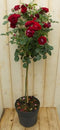 Stamroos 100 cm rood