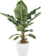 Musa bananenplant met Elho Brussels Round pot White – ↨ 80 cm – ⌀ 24 cm