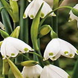 2 stuks - JUB - Leucojum aestivum 15 bollen