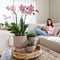 Gele Phalaenopsis orchidee - Mexico + Diabolo pot sand - potmaat Ø9cm -
