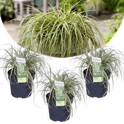Plant in a Box - Carex hachijoensis 'Evergold' - Set van 3 - Winterhard siergras groenblijvend - Pot 14cm - Hoogte 25-35cm