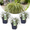 Plant in a Box - Carex hachijoensis 'Evergold' - Set van 3 - Winterhard siergras groenblijvend - Pot 14cm - Hoogte 25-35cm