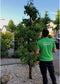 Oude perenboom Conference Pyrus c. Conference 225 cm