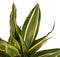 Dracaena Sandriana victory met Anna taupe ↨ 40cm - hoge kwaliteit planten