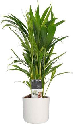 Dypsis lutescens (Areca) met Elho B.for soft white ↨ 50cm - hoge kwaliteit planten