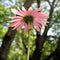 Plant in a Box - Echinacea - Mix van 6 - Zonnehoed - Wortelstokken - Bloeiende plant