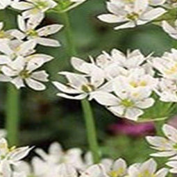 5 stuks - JUB - Allium neapolitanum 20 bollen