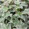 Plants by Frank | 12 Klimopplanten | Hedera helix 'Glacier' | Winterharde bodembedekker planten | tuinplanten | Winterharde vaste planten meerjarig | Winterharde tuinplanten