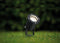 Paulmann - LED-tuinspot - IP65 3000K 3,5W 230lm 230V 38° Zwart Aluminium