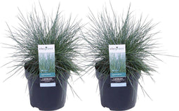 Goed & Groen - Duo Festuca glauca Azura Blue ® (‘blauw schapengras) -↨ 30cm - Potmaat 14cm - Kwaliteit Planten - Tuin Plant - Tuinplantenplanten - Sfeer