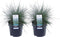 Goed & Groen - Duo Festuca glauca Azura Blue ® (‘blauw schapengras) -↨ 30cm - Potmaat 14cm - Kwaliteit Planten - Tuin Plant - Tuinplantenplanten - Sfeer