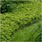 Plants by Frank | 60 Dikkemanskruid planten | Pachysandra terminalis 'Green Carpet' | Winterharde bodembedekker planten | tuinplanten | Winterharde vaste planten meerjarig | Winterharde tuinplanten