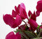 Mica Decorations Cyclaam Kunstplant in Bloempot Stan - H30 x Ø30 cm - Donkerroze