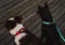 Hondenhalsband Dingo 14762 49 cm 31 cm