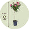 Plant in a Box - Rosa Palace Topkapi - Set van 2 - Stamroos meerjarig winterhard - Pot 19cm - Hoogte 80-100cm