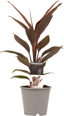 Cordyline Tango ↨ 40cm - hoge kwaliteit planten
