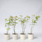 Japanse Esdoorn - Set van 4 - Acer 'Orange Dream' - Hoogte 25-40cm - ⌀10,5cm - Acer palm. Orange Dream P10,5 x4