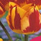 3 stuks - JUB - Tulipa Wonder Club 4 bollen