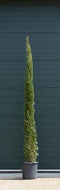 Italiaanse cipresboom Cupressus sempr. Pyramidalis h 225 cm