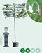 Zuil leihaagbeuk 220 cm | Carpinus betulus 'Fastigiata' 14-18 cm 220 cm| Bomenbezorgd.nl