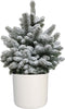Kerstboom Picea Sneeuw in ELHO b.for soft rond sierpot (wit) ↨ 75cm - hoge kwaliteit planten