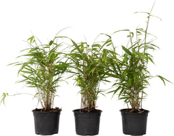 Plant in a Box - Fargesia Grex - Set van 6 blauwe bamboe - Winterharde niet-invasieve bamboe - Pot 13cm - Hoogte 30-40cm