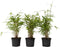 Plant in a Box - Fargesia Grex - Set van 6 blauwe bamboe - Winterharde niet-invasieve bamboe - Pot 13cm - Hoogte 30-40cm