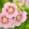 Plant in a Box - Anisodontea capensis - Kaaps Kaasjeskruid – Kaapse Malve - Set van 6 - roze/paars – bloeiende tuinplant – ⌀9 cm – hoogte 25-40 cm