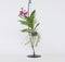 Plant in a Box - Vanda met standaard - Roze - Hoogte standaard 70cm