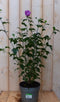 Hibiscus struik Blauw 40 cm