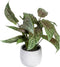 Decoratieve plant Groen PVC 52 x 44 x 44 cm
