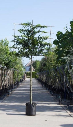 Haagbeuk als leiboom Carpinus betulus h 340 cm st. omtrek 16 cm st....