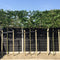 Haagbeuk als leiboom Carpinus betulus h 340 cm st. omtrek 16 cm st....