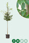 Haagbeuk | Carpinus betulus 10-14 cm | Bomenbezorgd.nl