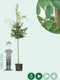Haagbeuk | Carpinus betulus 10-14 cm | Bomenbezorgd.nl