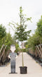 Haagbeuk | Carpinus betulus 10-14 cm | Bomenbezorgd.nl