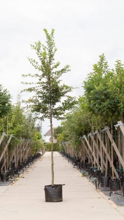 Haagbeuk Carpinus betulus h 450 cm st. omtrek 16 cm