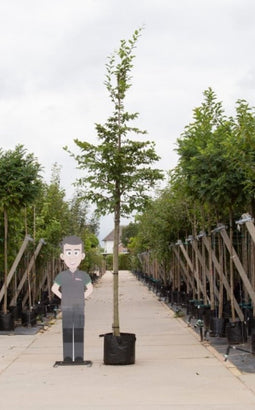Haagbeuk Carpinus betulus h 550 cm st. omtrek 19 cm