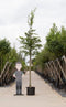 Haagbeuk Carpinus betulus h 550 cm st. omtrek 19 cm