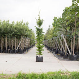 Haagbeuk laagstam - ‘Carpinus betulus’ 200 - 300 cm totaalhoogte