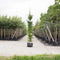 Haagbeuk laagstam - ‘Carpinus betulus’ 200 - 300 cm totaalhoogte