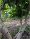 Haagbeuk meerstammig Carpinus betulus h 137,5 cm