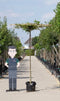 Haagbeuk vierkant dak - Carpinus betulus 220 cm stamhoogte (10 - 14 cm stamomtrek)