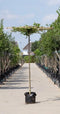 Haagbeuk vierkant dak - Carpinus betulus 220 cm stamhoogte (10 - 14 cm stamomtrek)