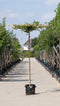 Haagbeuk vierkant dak - Carpinus betulus 220 cm stamhoogte (14 - 18 cm stamomtrek)