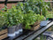 Halls Greenhouses Tafel Qube 106 -Geïntegreerd Zwart Gecoat